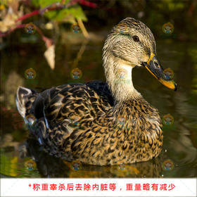 水鸭子