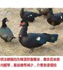 洋鸭 （公憨包鸭） 商品缩略图0