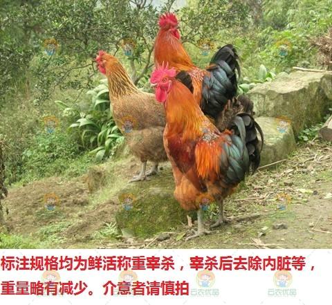 土鸡（大公鸡） 商品图0