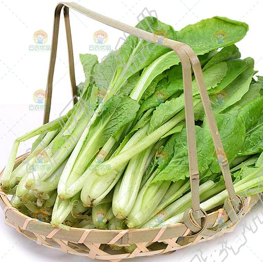 小白菜 商品图0