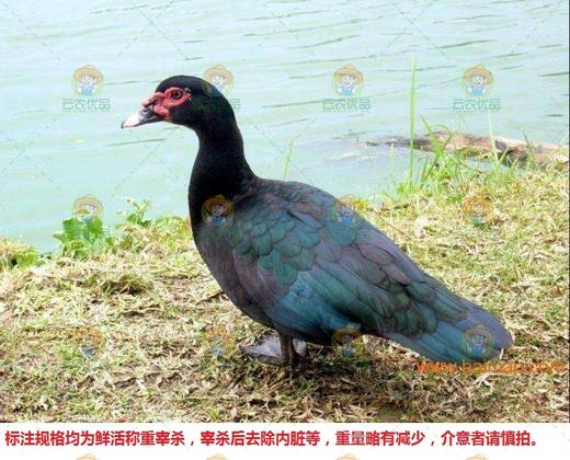 洋鸭（母 憨包鸭） 商品图0