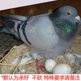 鸽子