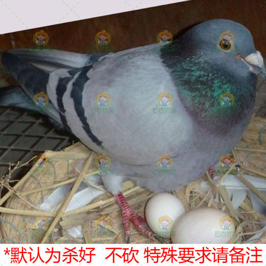 鸽子 商品图0