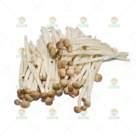 小茶菇