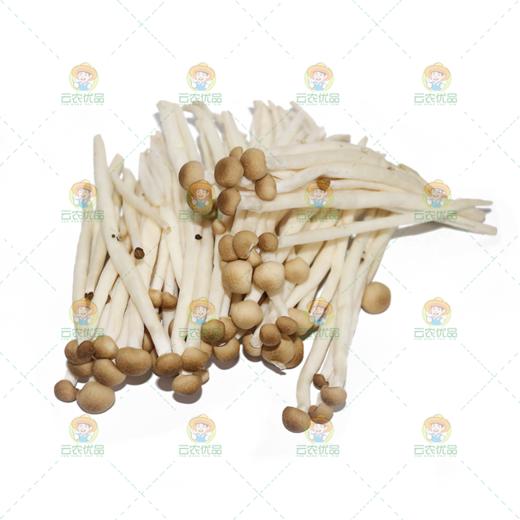 小茶菇 商品图0