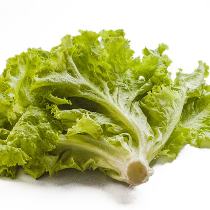 绿叶生菜