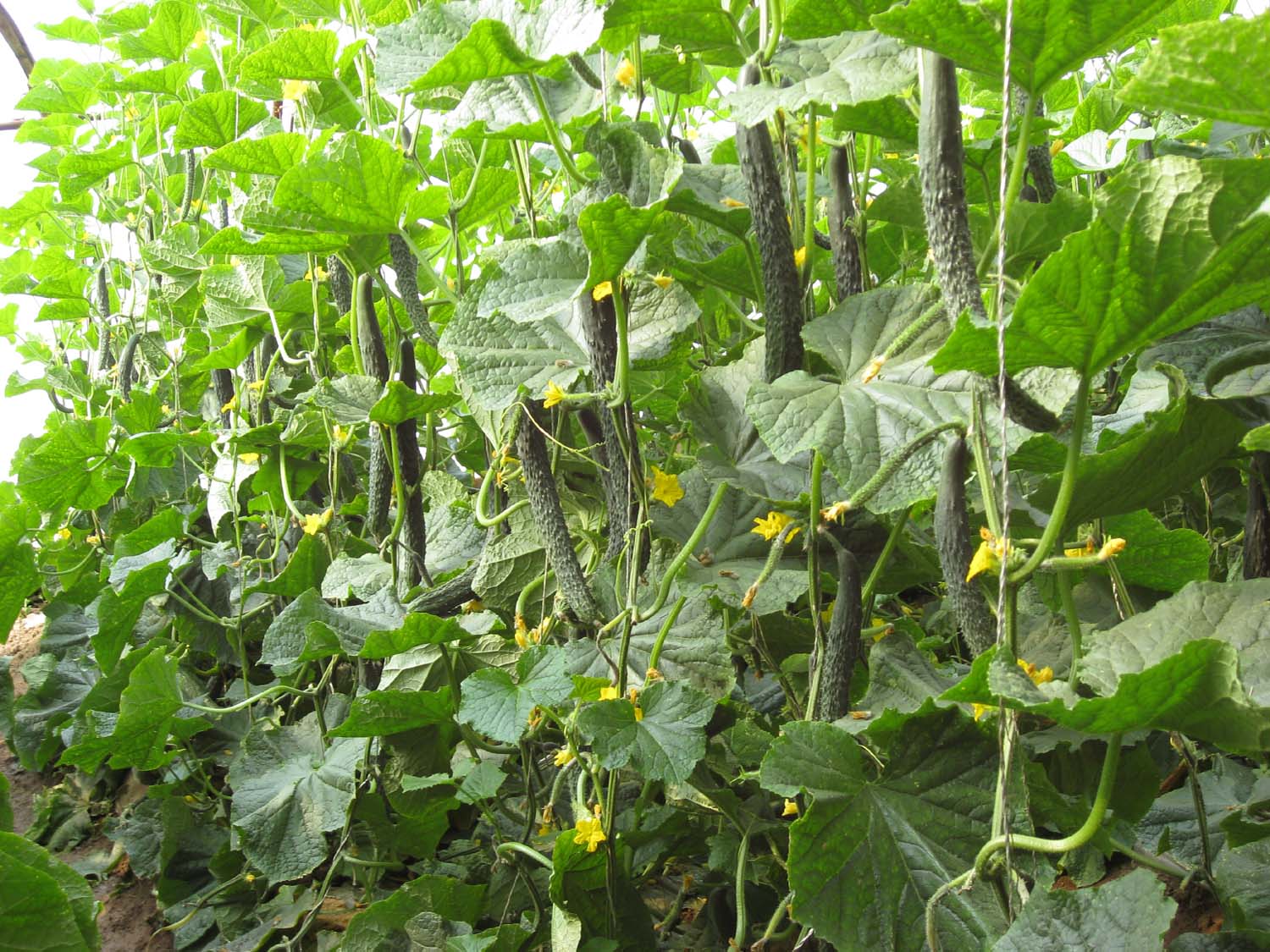 【体验价】g20:新鲜长条黄瓜 爪条顺直 口感脆甜 品质佳 2.8元/斤(约0