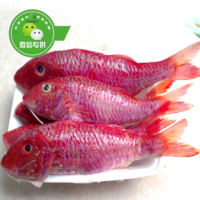 大海里的红鱼,深海红鱼,海红鱼图片_大山谷图库