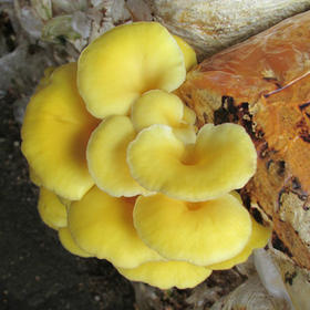 【山货】清远特产黄金菇 野生菌类 金钱小蘑菇 香菇 肉厚细嫩 高品质