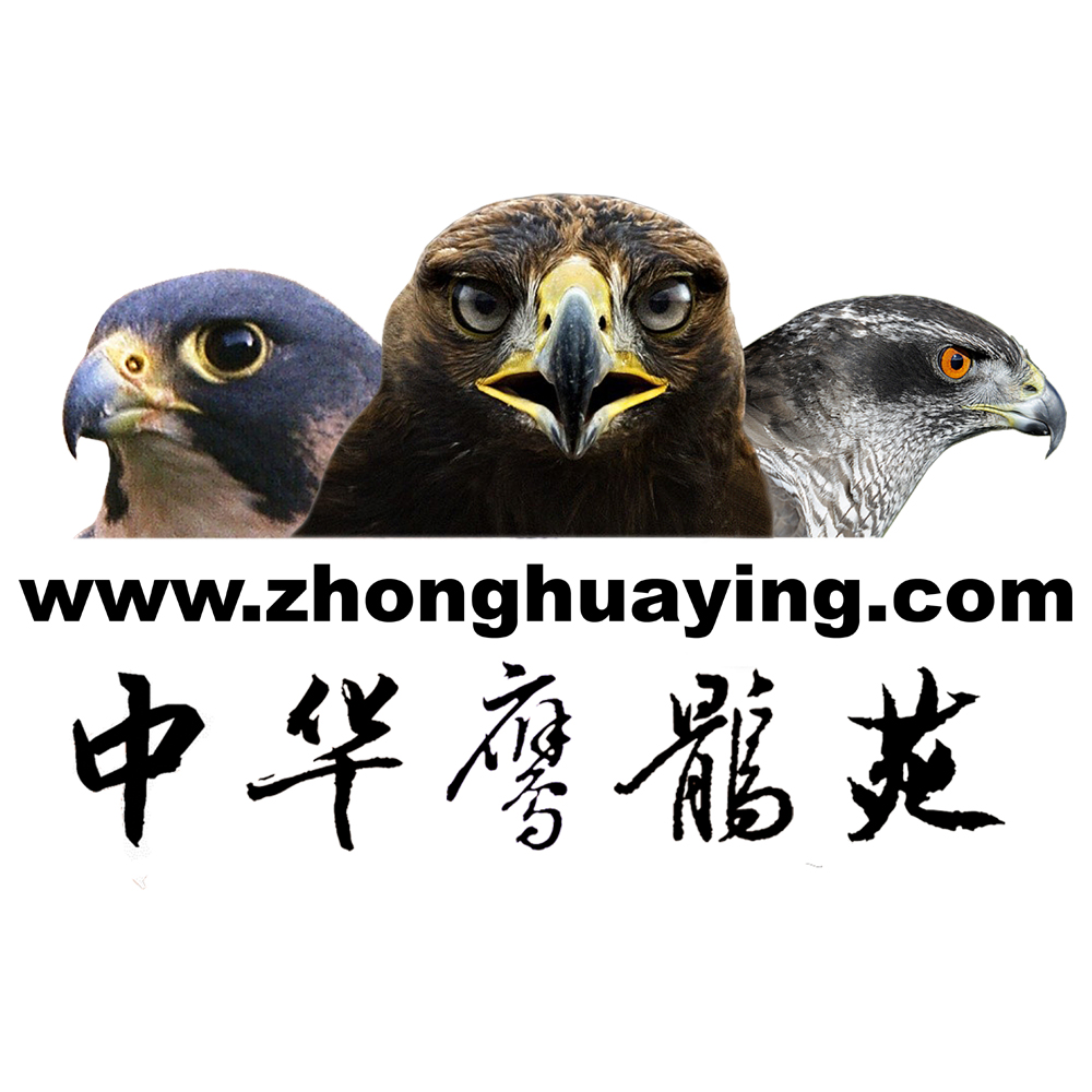 中华鹰鹘苑180212200509
