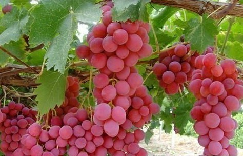 红提-智利 /斤red grape (chile)