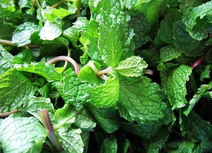 薄荷/斤 mint - 豆芽