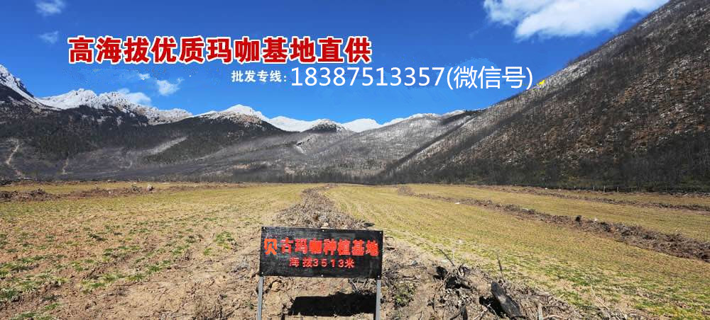 玛咖、石斛产地直供200427