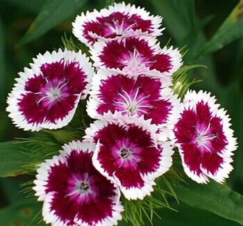 试种新品种    品种类型:本品种为新培育成的航天观赏型草花新品种