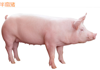 半扇猪