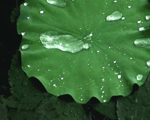 漆面防护后的荷叶效果