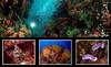 【度假村】菲律宾阿尼洛Anilao潜水套餐 - Buceo Dive Resort 商品缩略图6