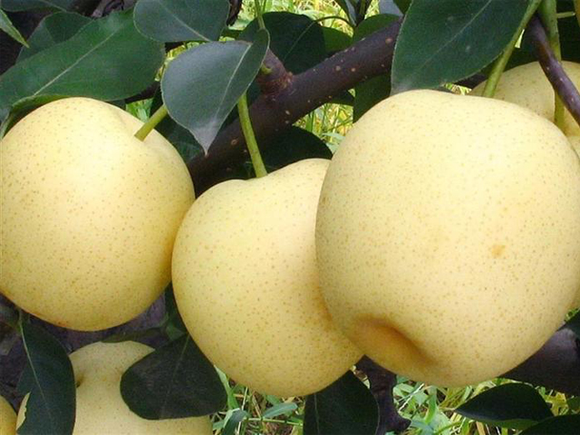 皇冠梨(4个)
