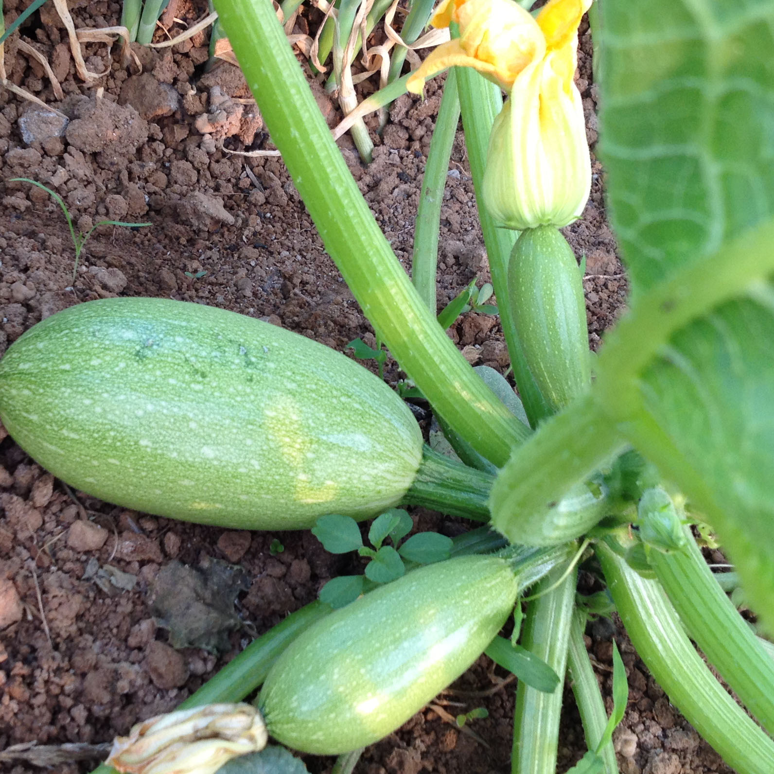 鲜嫩的西葫芦成熟啦!肉质饱满厚实 500g