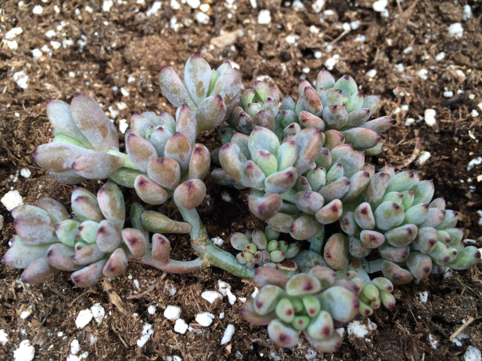 进口多肉【黑莓群】空运欧货!承诺8~12头