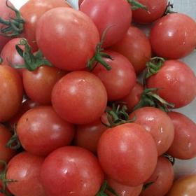 紫茄圣女果脆甜多汁