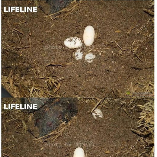【半水龟产蛋土】9斤装，适合黄缘，箱龟，高闭等 商品图2