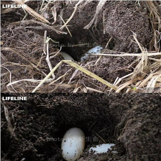 【半水龟产蛋土】9斤装，适合黄缘，箱龟，高闭等 商品图4