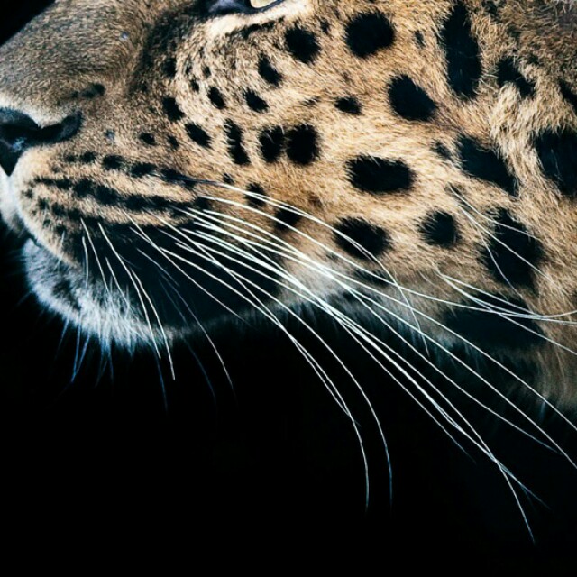 小狗吸尘器【强力主打】d-9005清洁大师 超强降噪 肘式设计 可旋转加