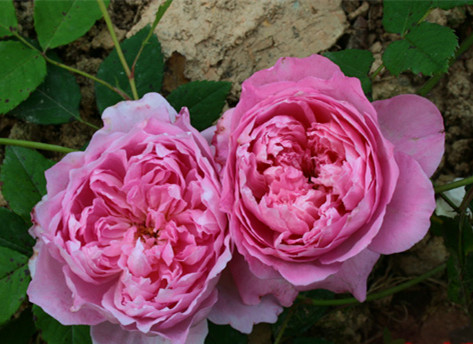 费尔柴尔德先生的巧妙