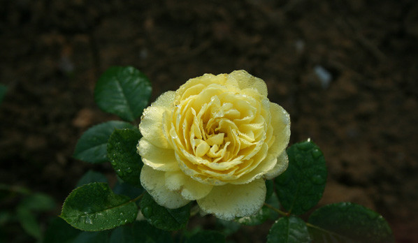 yellow meilove gaston 爱玫(黄色)