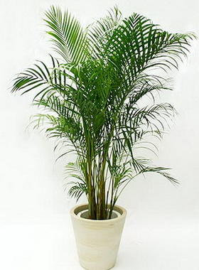 丰益花木