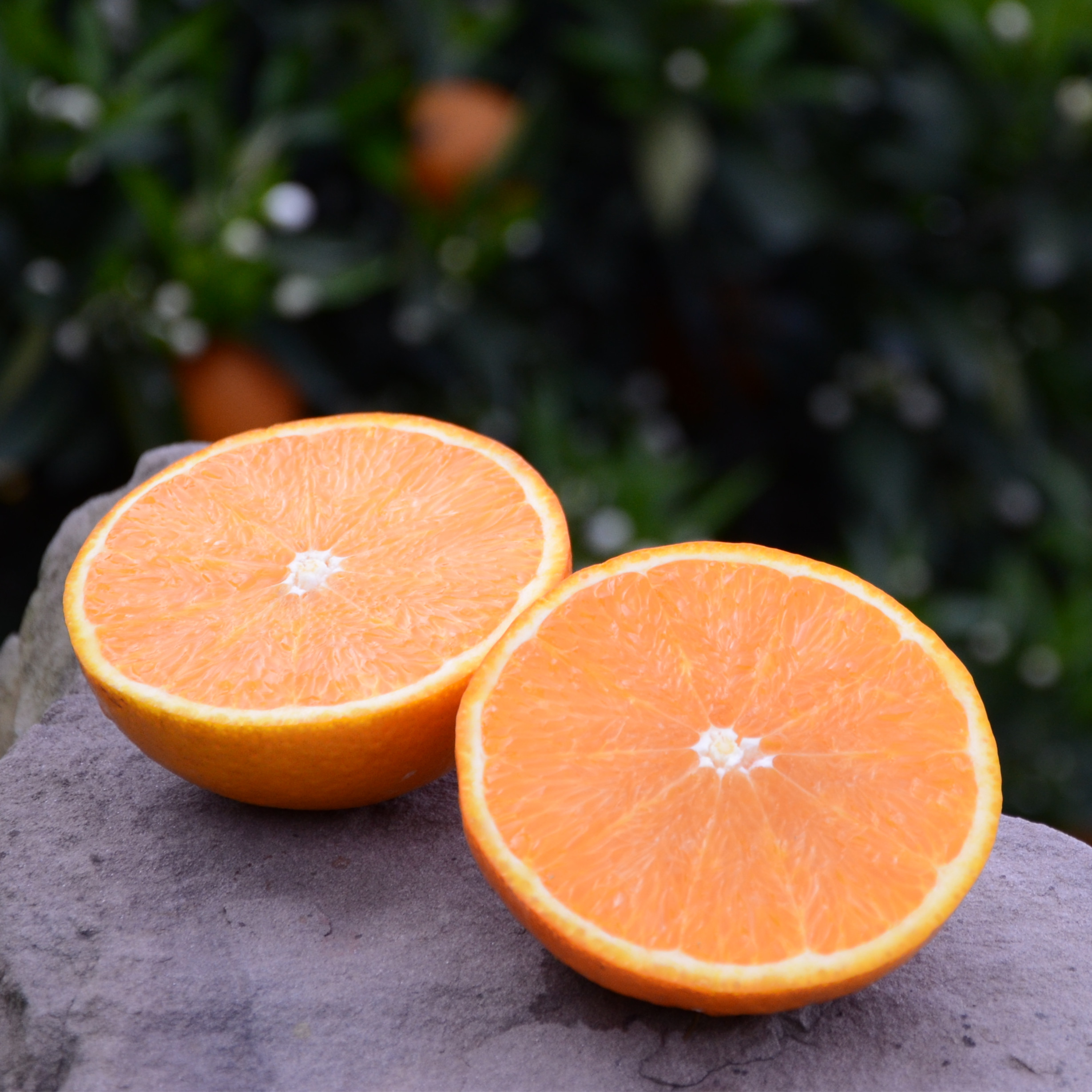 【醉橙橙】2~3颗试吃装伦晚脐橙,9.9包邮,最好吃的橙子