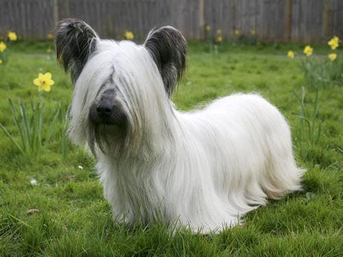 斯凯梗犬