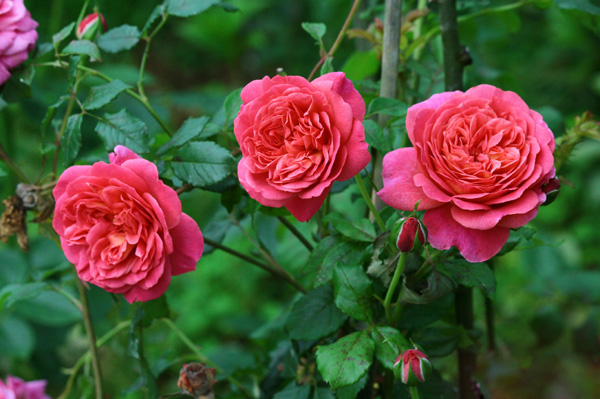 christopher marlowe 克里斯托弗马洛