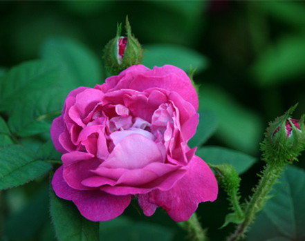 莫斯玫瑰:william lobb 威廉罗伯