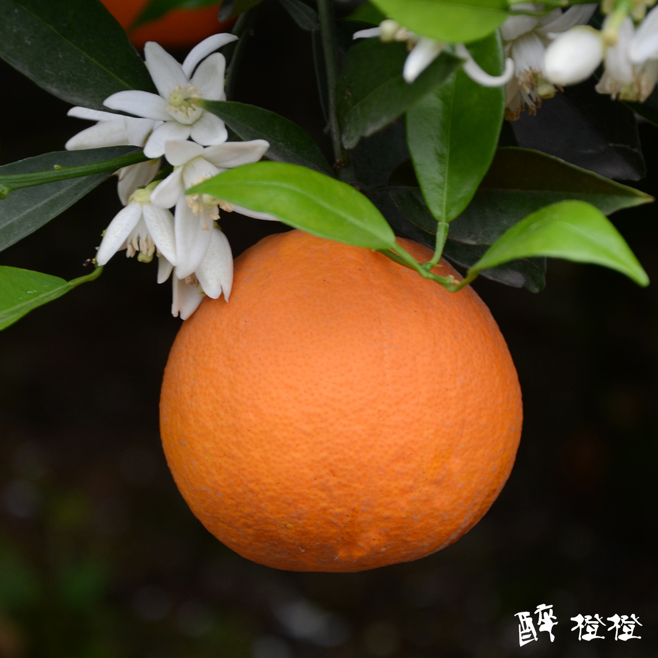 【醉橙橙】国家地标保护产区有机伦晚甜橙6只精选,无可争议的脐橙王者
