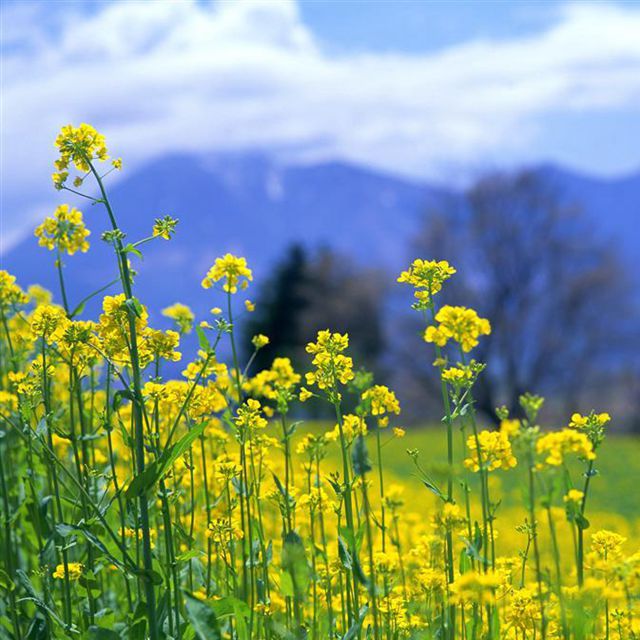 油菜花