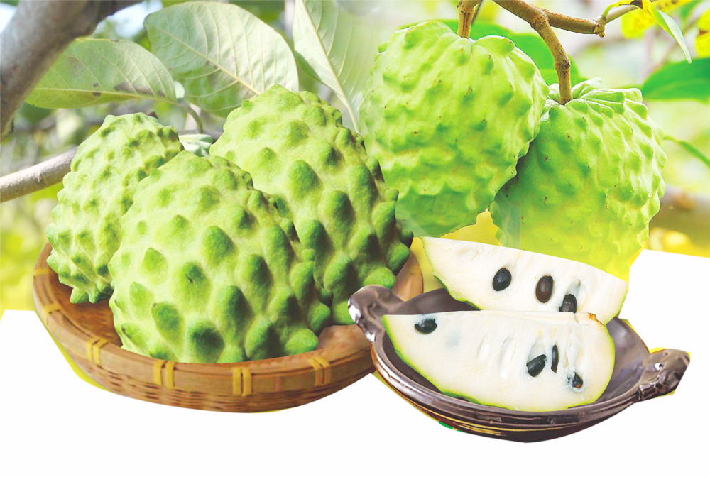 翡冷翠—台湾释迦(500g)