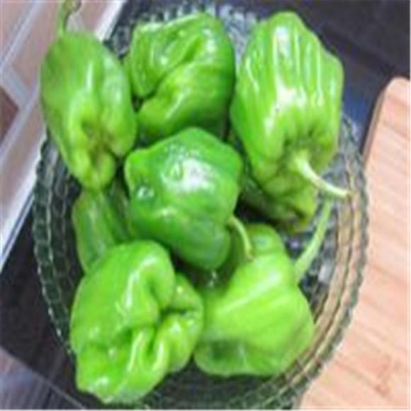 麻椒蔬菜,麻椒辣椒,花椒麻椒(第15页)_大山谷图库