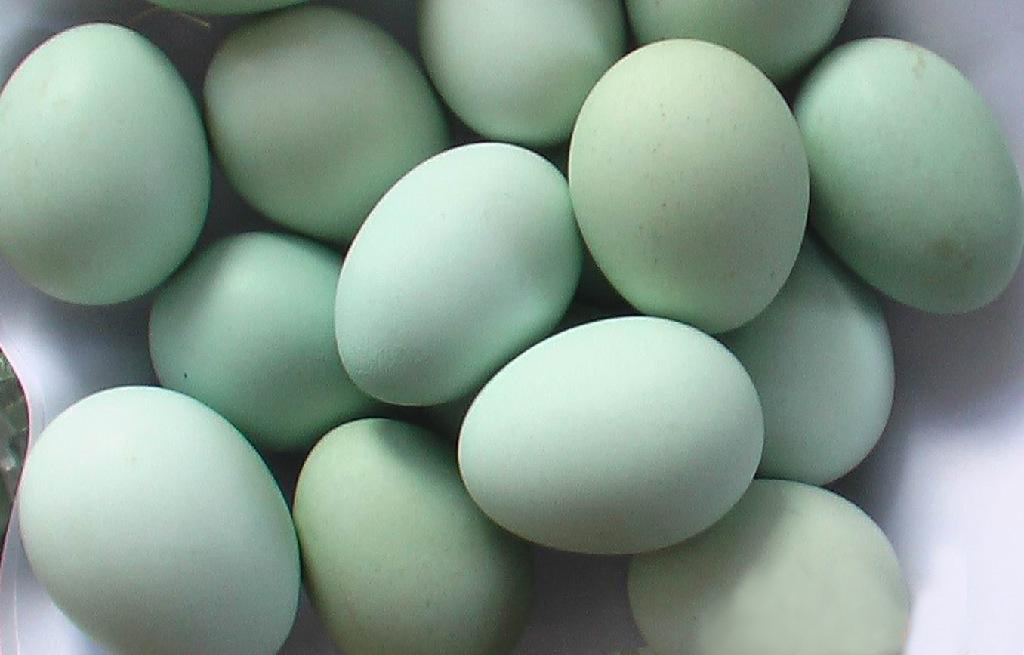 粤禽皇绿壳蛋/500g