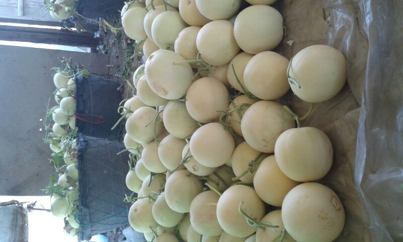 南汇白瓜甜瓜玉菇白瓜