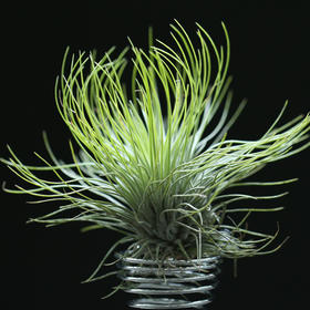 壹分皿 空凤宝石 空气凤梨 进口稀有奇趣植物