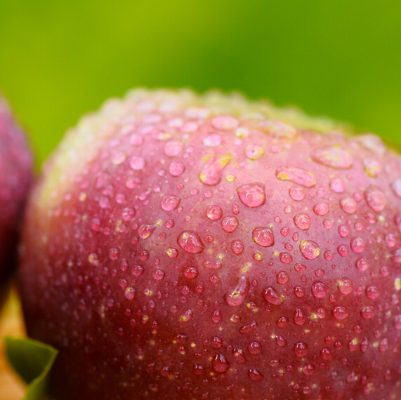 普通苹果 - 幸福果屋水果店