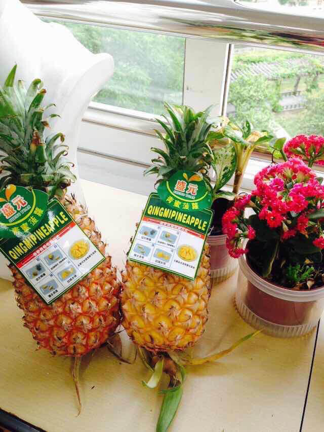 海南甜蜜蜜菠萝