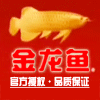 金龙鱼（官方）旗舰店200509