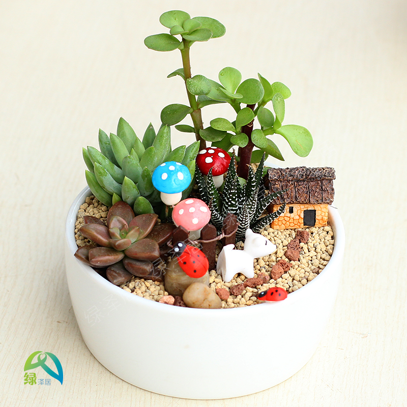 晚景萧疏 肉肉植物盆景 多肉植物组合盆栽套餐 室内含盆防辐射微景观
