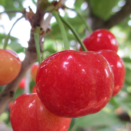 【山东大红灯樱桃1斤】25mm 甜蜜多汁 脆甜爽口 新鲜看得见