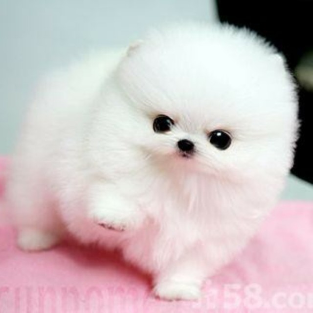 【为思礼 秦时明月】典藏兵器系列 玄机科技官方正品 带剑架 全系列12