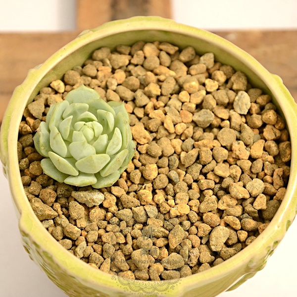 最新多肉 植物 砂 すべての美しい花の画像