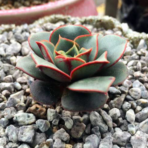 贵货|圆叶罗西玛|进口多肉植物 支持一物一拍 办公室阳台绿色肉植